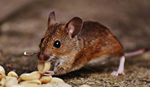 24 Hour & Emergency Exterminators in Presidio, CA